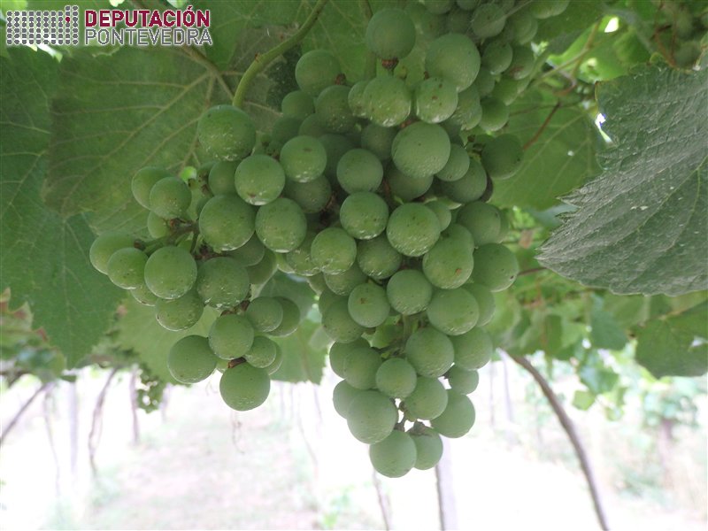 Vid - Grapevine - Vide >> 20190806_Algunhas viñas ou plantas en peche e non pintado.jpg